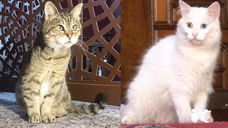 У Гли, знаменитой кошки из собора Святой Софии, появился новый друг из столицы Анкары