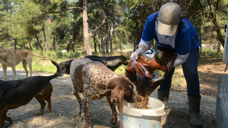 Турецкие сёстры помогают голодным животным, оставшимся в одиночестве во время пандемии коронавируса