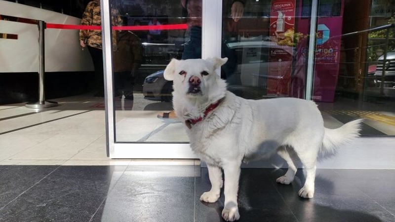 В Турции у входа в больницу собака ждала своего больного хозяина целую неделю