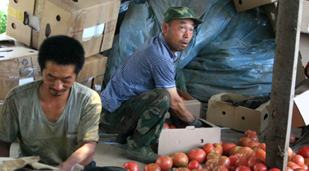 Поднебесный помидор. Китайские фермеры в России: зло или благо?