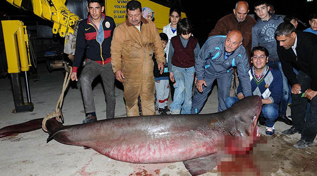 Турецкие рыбаки поймали четырехметровую акулу