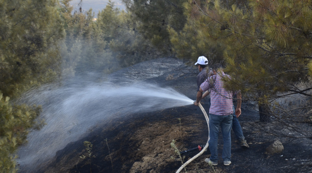 Ворона сожгла 50 гектаров лесных угодий в турецкой провинции Батман