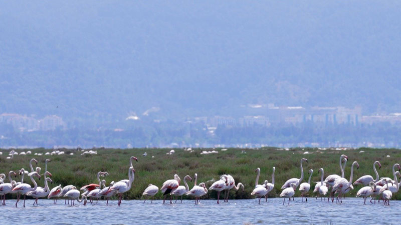 Тысячи фламинго вылупились в турецком национальном парке Измира
