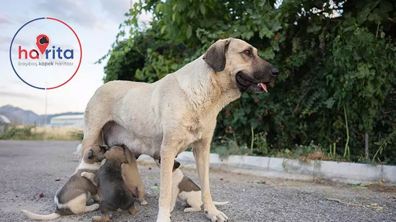 Турецкий суд поддержал зоозащитников, заблокировал веб-сайт, используемый для уничтожения бездомных собак