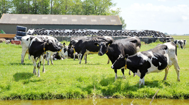 Турция высылает голландских коров