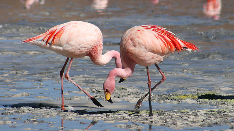 В турецкую провинцию Кастамону внезапно прилетели фламинго