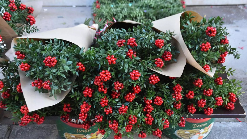 Букеты из иглицы наполняют рынки Стамбула в преддверии Нового года