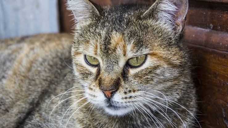 Стамбульская больница выплатит пациенту $1150 после падения кошки из потолка