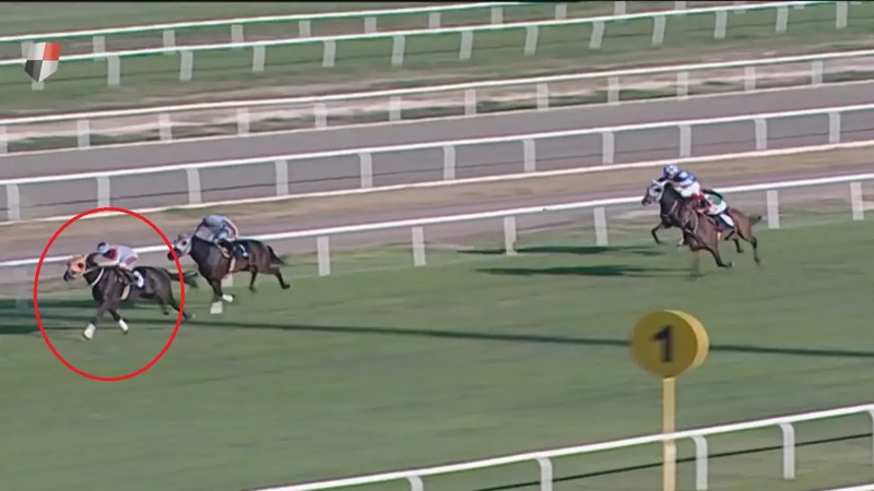 Владельца оштрафовали после того, как мясо скаковой лошади подали в муниципальной столовой