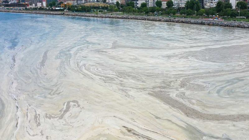 Повышение температуры воды в Мраморном море является причиной ряда экологических проблем
