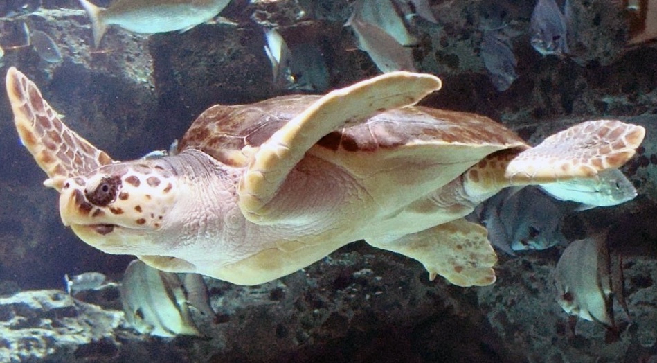 С турецких пляжей в море отправились 153 тыс. детенышей черепахи каретта