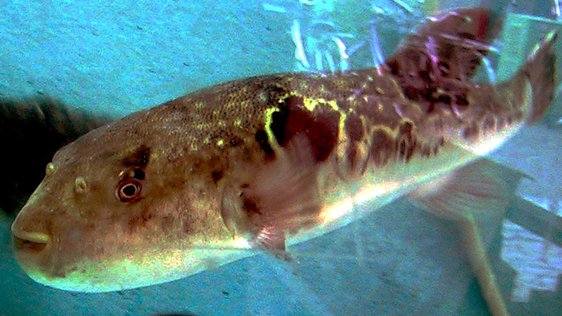 В Турции ведут борьбу с агрессивной рыбой-фугу для сохранения биоразнообразия
