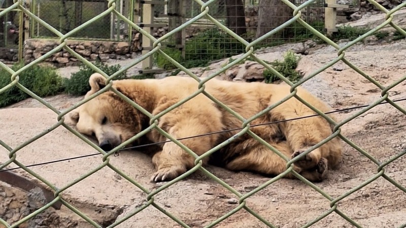 Исследование: Изменение климата вызвало стресс у животных в зоопарке Антальи