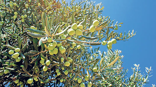В Балыкесире используют новейшие технологии для сохранения оливковых деревьев