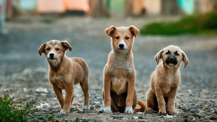 В Турции в законопроект о бродячих собаках внесли изменения в пункт об «эвтаназии»