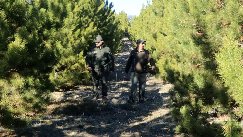 В преддверии новогодних праздников в Турции организовали лесные патрули для охраны деревьев