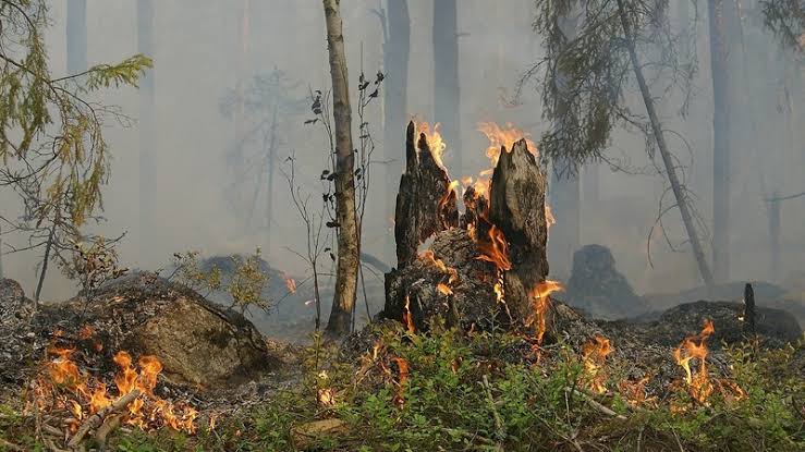 В Анкаре введен запрет на посещение лесов