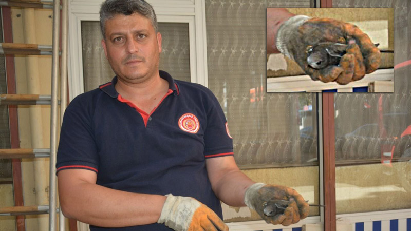 Пожарные на юго-востоке Турции спасли редкого стрижа, близкого родственника колибри