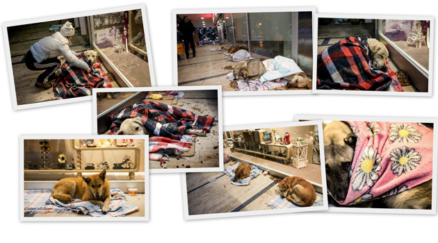 Стамбульский торговый центр стал убежищем для бездомных собак
