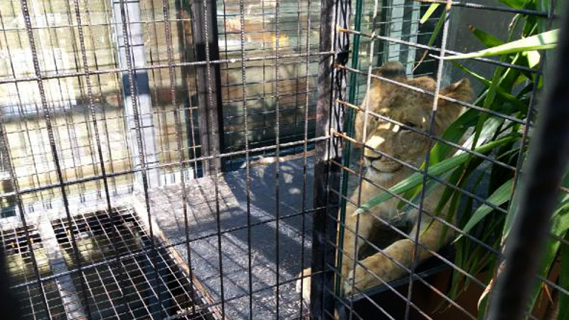 Хозяин стамбульского кафе содержит львов и экзотических животных для привлечения посетителей