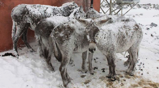 В Шанлыурфе за ночь заледенели пять ослов