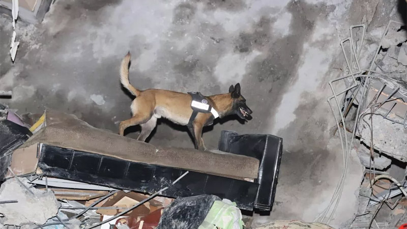МВД Грузии наградило собаку за спасение человека после землетрясения в Турции