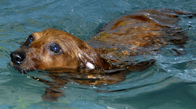 Московские ветеринары лечат животных бассейном и массажем