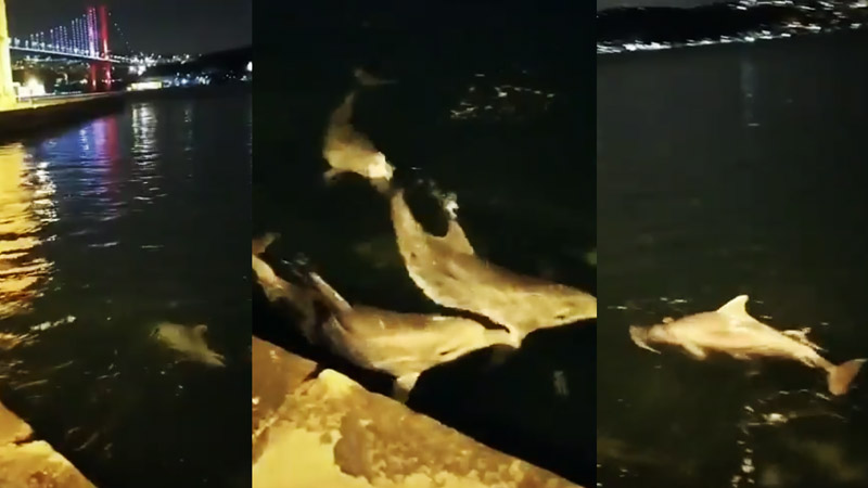В проливе Босфор дельфины «устраивают представления»