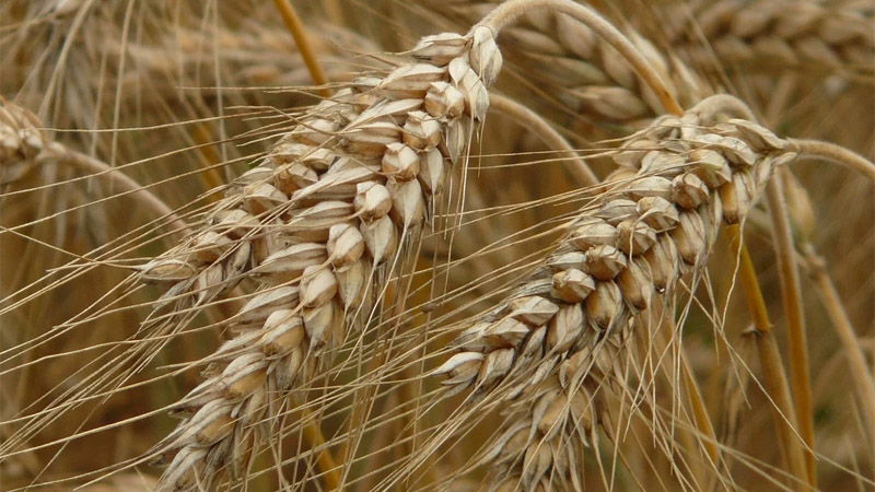 Anadolu: ООН допускает снятие части ограничений для РФ по зерновой сделке