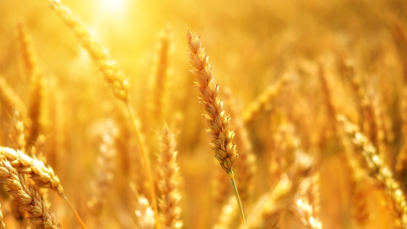 Турция вместе с ООН и другими странами работает над новой зерновой инициативой