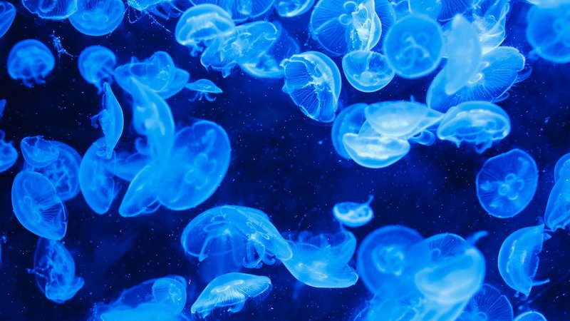 В ближайшее время у побережья Турции могут появиться ядовитые медузы