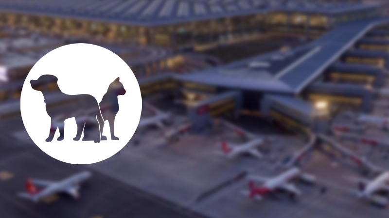В аэропорту Стамбула появилась стойка регистрации для домашних животных